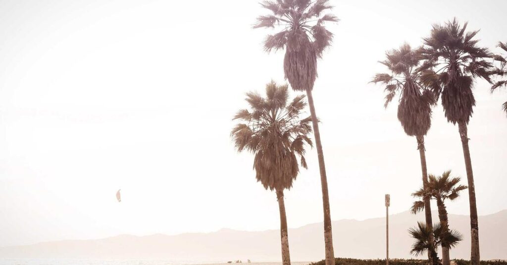 como hacer comedero automatico para conejos